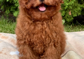 Toy Poodle Kore Yavrularımız